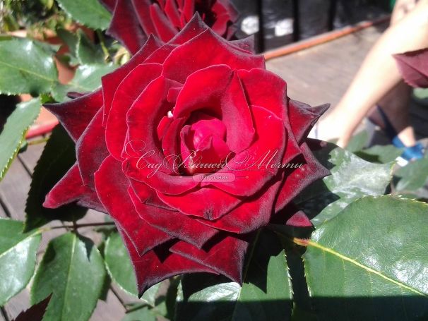 Роза Royal velvet (Роял велвет)  — фото 6