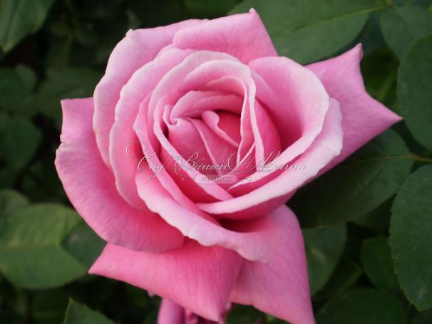 Роза Shocking Blue (Шокинг Блю)  — фото 9