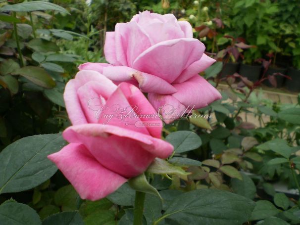 Роза Shocking Blue (Шокинг Блю)  — фото 10