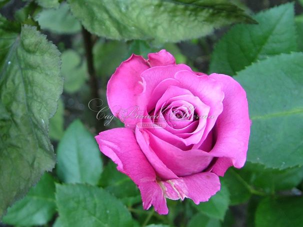 Роза Shocking Blue (Шокинг Блю)  — фото 11