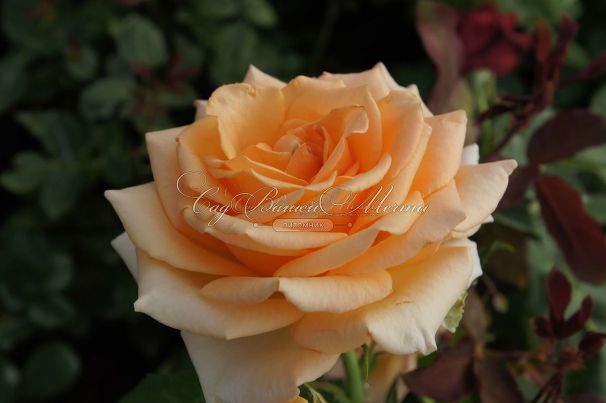 Роза Versilia (Версилия) — фото 5