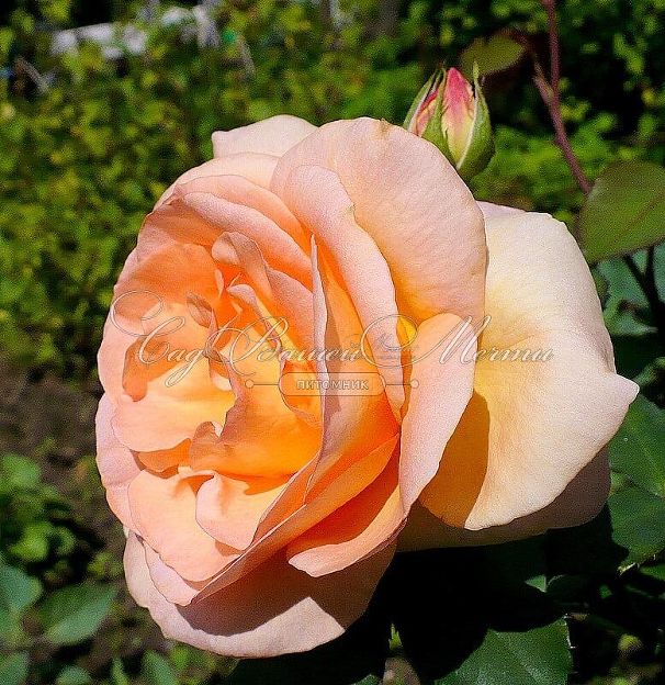 Роза Versilia (Версилия) — фото 8