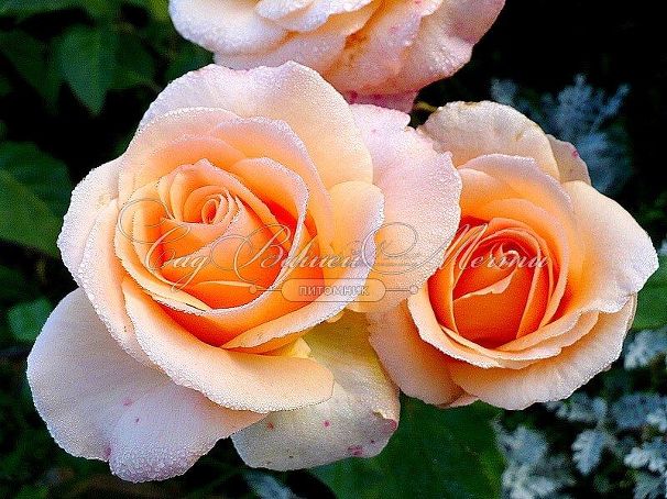 Роза Versilia (Версилия) — фото 9