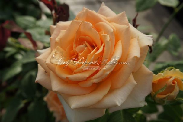 Роза Versilia (Версилия) — фото 10