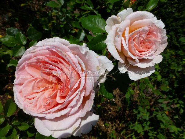 Роза Abraham Darby (Абрахам Дарби) — фото 2