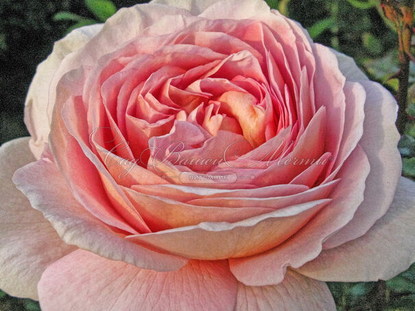 Роза Abraham Darby (Абрахам Дарби) — фото 3