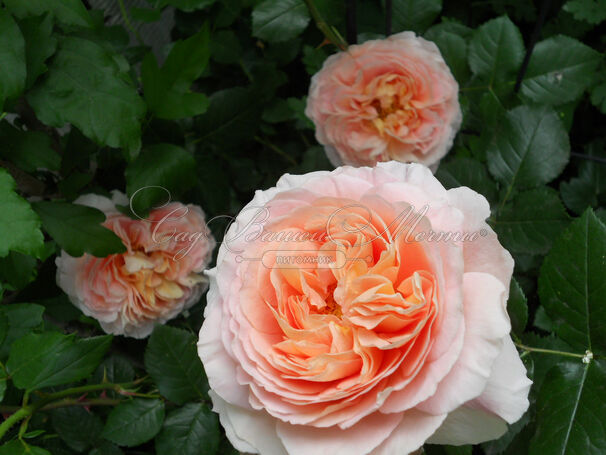 Роза Abraham Darby (Абрахам Дарби) — фото 4