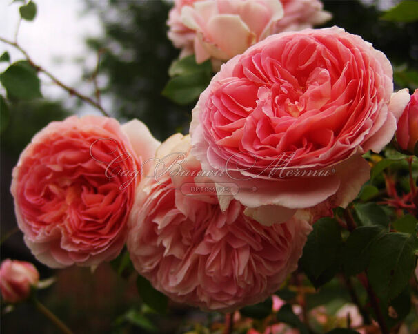 Роза Abraham Darby (Абрахам Дарби) — фото 7