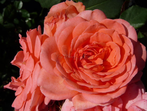 Роза Amelia Renaissance (Амелия Ренессанс) — фото 2