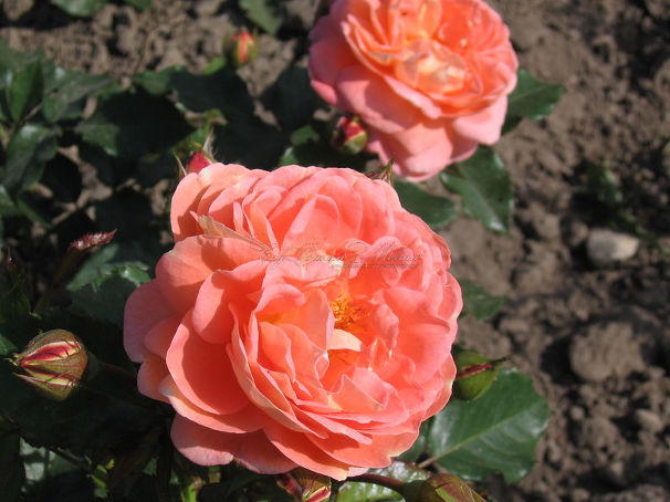 Роза Bonita Renaissance (Бонита Ренессанс) — фото 2