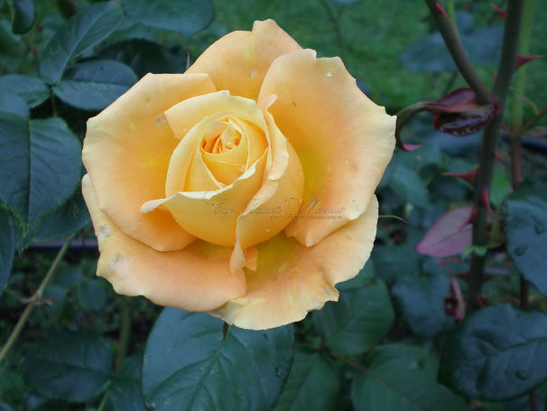 Роза Candlelight (Кэндллайт) — фото 4