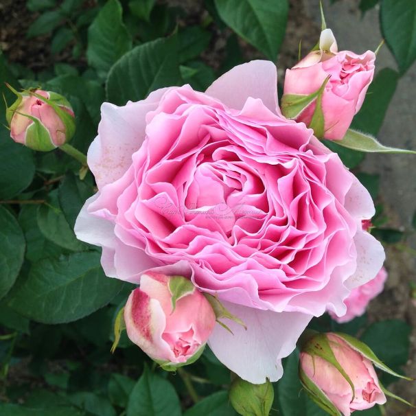 Роза Gartentraume (Гартентраум) — фото 2