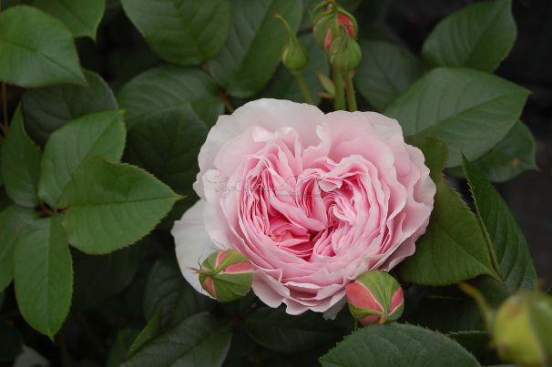 Роза Gartentraume (Гартентраум) — фото 5