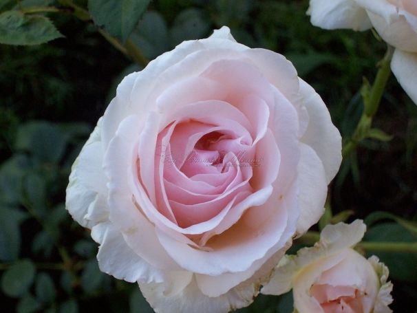 Роза Julia Renaissance (Джулия Ренесанс) — фото 2