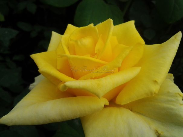 Роза Limona (Лимона) — фото 3