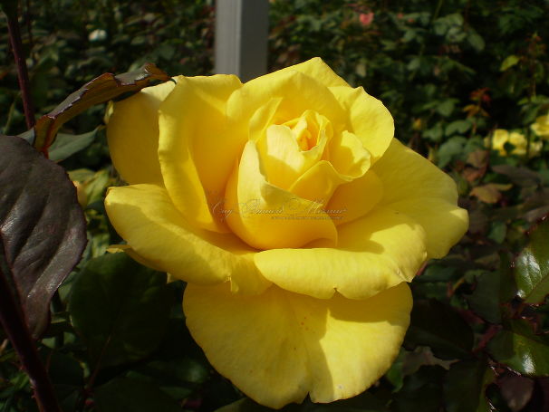 Роза Limona (Лимона) — фото 4