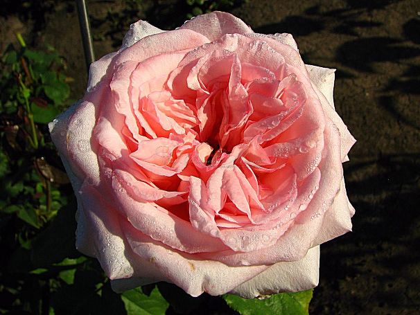 Роза Pink O'Hara (Пинк Охара) — фото 2