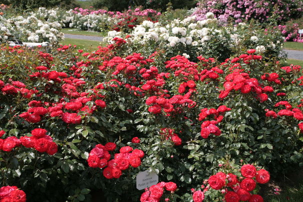 Роза Planten un Blomen (Плантэн ун Блюмен) — фото 2