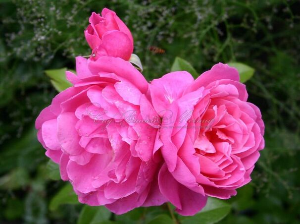 Роза Starlet-Rose Melina (Старлет Роз Мелина) — фото 2