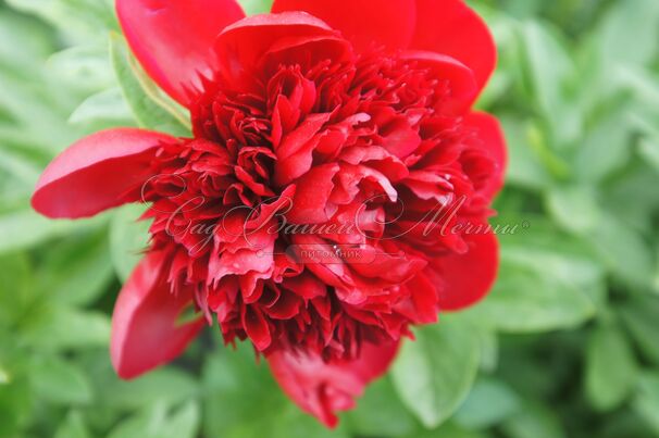 Пион травянистый Ред Чарм (Red Charm) — фото 11