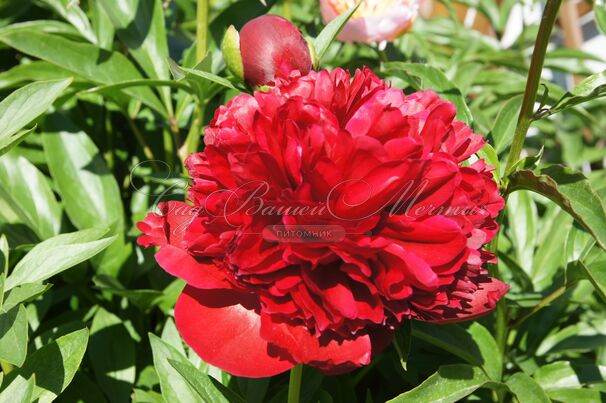 Пион травянистый Ред Чарм (Red Charm) — фото 17