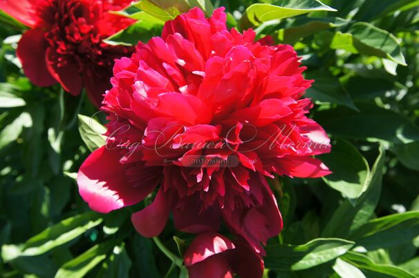 Пион травянистый Ред Чарм (Red Charm) — фото 30