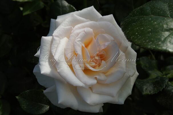 Роза Lions-Rose (Леонс Роуз) — фото 11