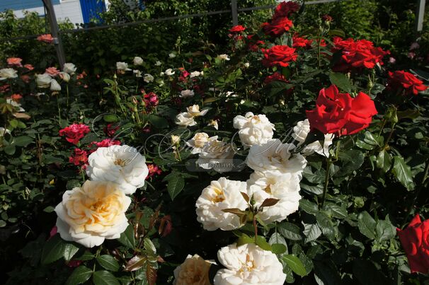 Роза Lions-Rose (Леонс Роуз) — фото 16