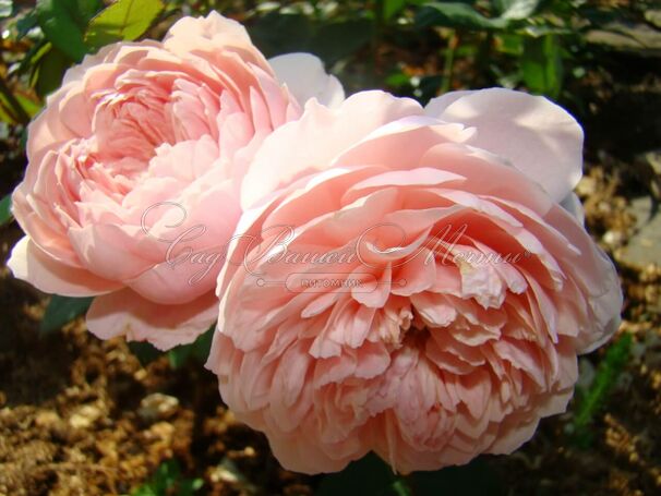 Роза The Alnwick Rose (Алнвик Роуз) — фото 2