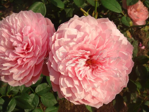 Роза The Alnwick Rose (Алнвик Роуз) — фото 8