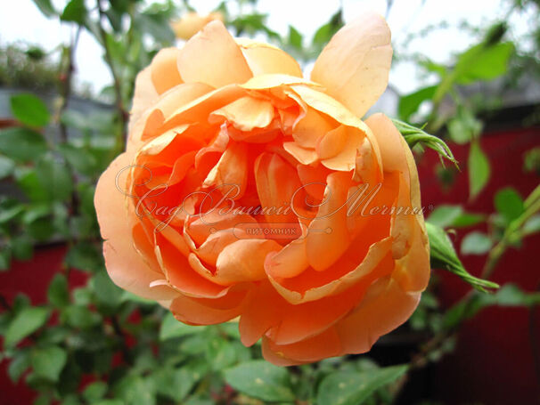 Роза Pat Austin (Пэт Остин) — фото 7
