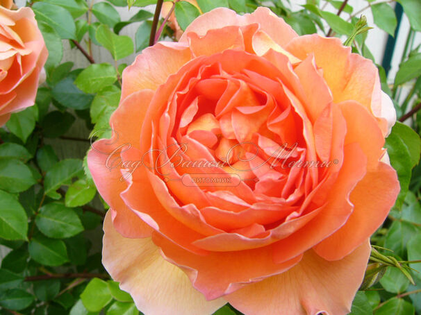 Роза Pat Austin (Пэт Остин) — фото 9
