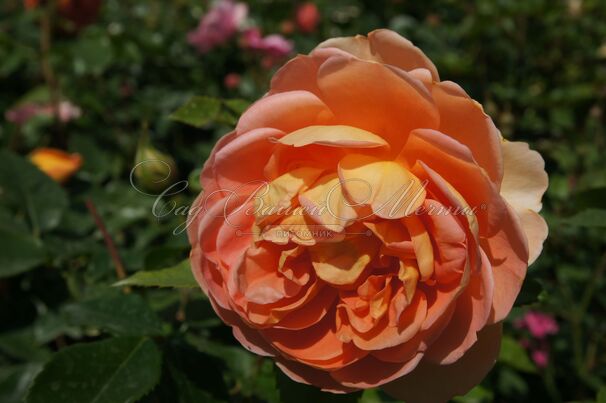 Роза Pat Austin (Пэт Остин) — фото 10