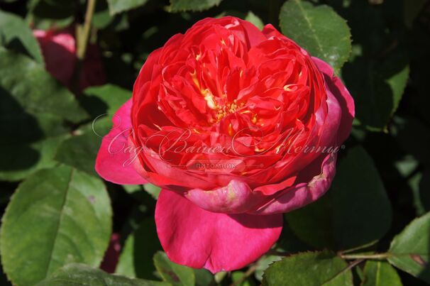 Роза William Shakespeare (Уильям Шекспир) — фото 6