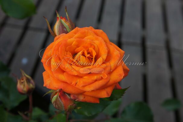 Роза Orange Sensation (Оранж Сенсейшн) — фото 2