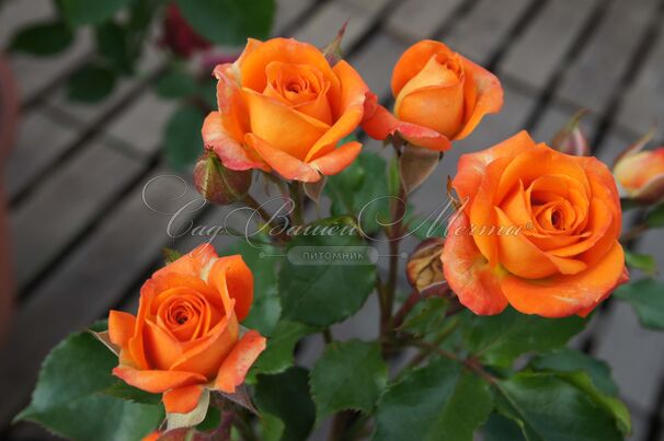 Роза Orange Sensation (Оранж Сенсейшн) — фото 3