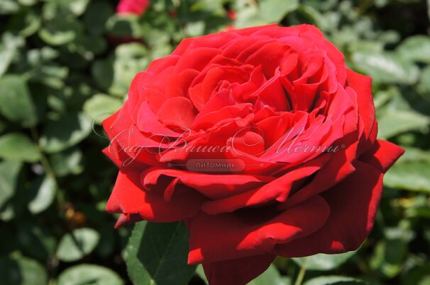 Роза Red Queen (Ред Куин) — фото 5