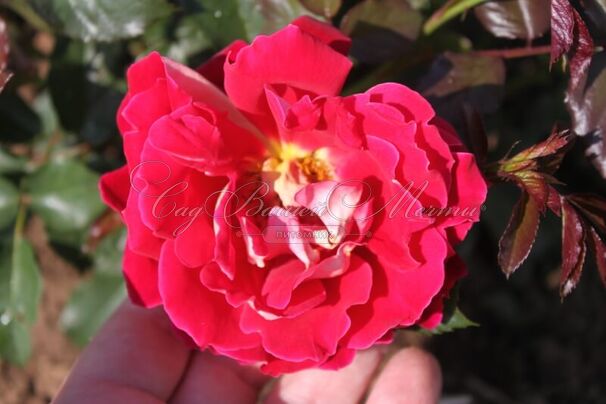 Роза Mystique Ruffles (Мистик Рафлз) — фото 2