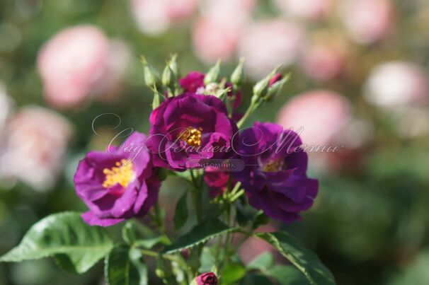 Роза Rhapsody in Blue (Рапсоди ин Блю) — фото 11