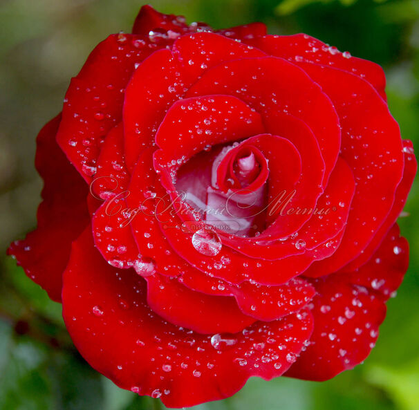 Роза Sexy red (Секси рэд) — фото 2