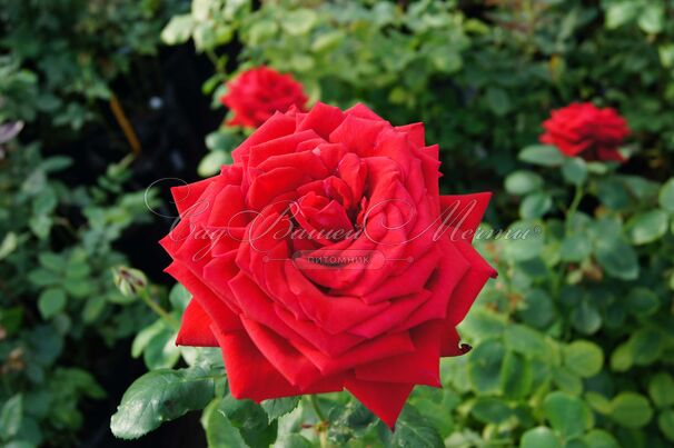 Роза Red Parfum (Рэд Парфюм) — фото 3