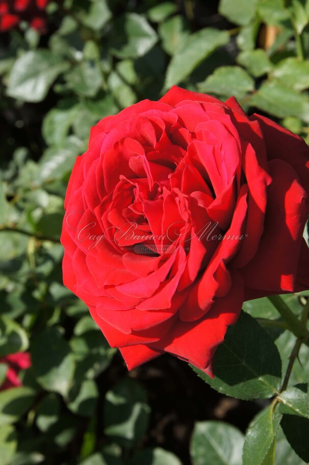 Роза Red Parfum (Рэд Парфюм) — фото 7