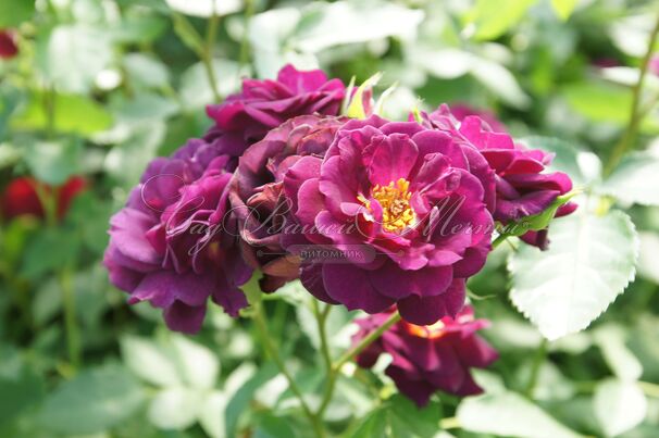 Роза Midnight Blue (Миднайт Блю) — фото 3
