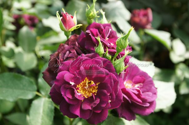 Роза Midnight Blue (Миднайт Блю) — фото 4