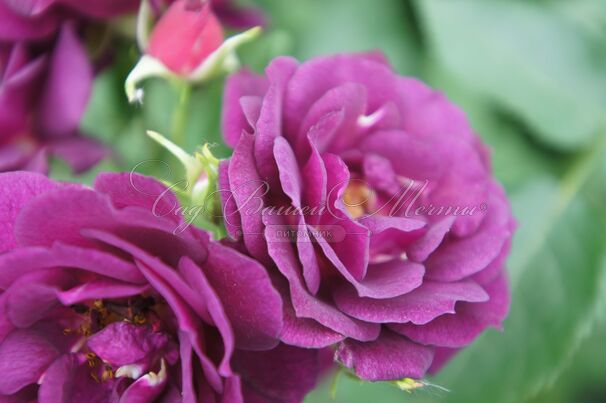 Роза Midnight Blue (Миднайт Блю) — фото 7