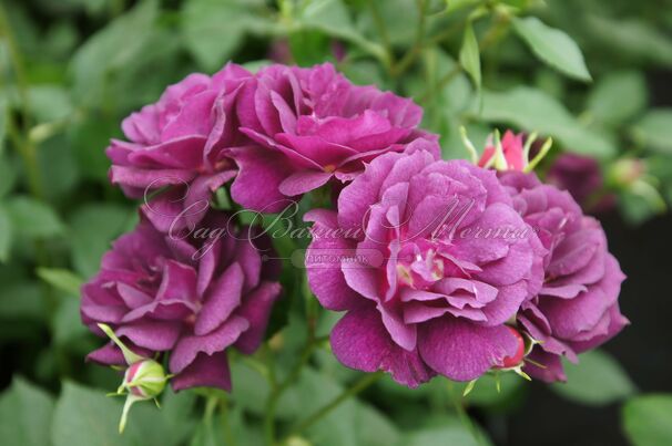 Роза Midnight Blue (Миднайт Блю) — фото 9