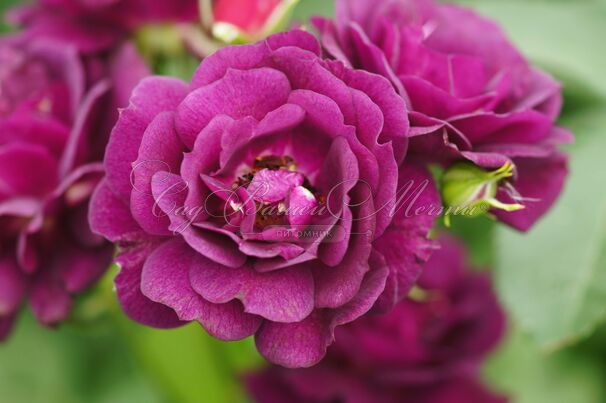 Роза Midnight Blue (Миднайт Блю) — фото 18