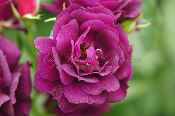 Роза Midnight Blue (Миднайт Блю) — фото 20