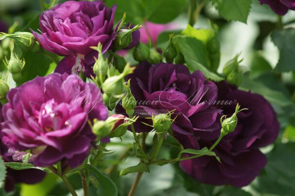 Роза Midnight Blue (Миднайт Блю) — фото 22
