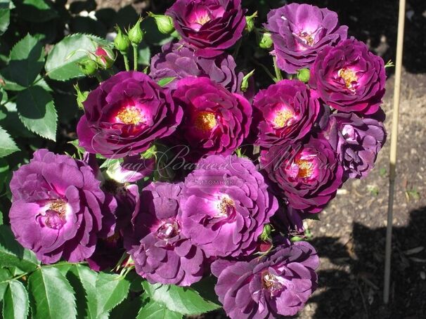 Роза Midnight Blue (Миднайт Блю) — фото 27